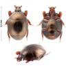 Pholioxenus sp.